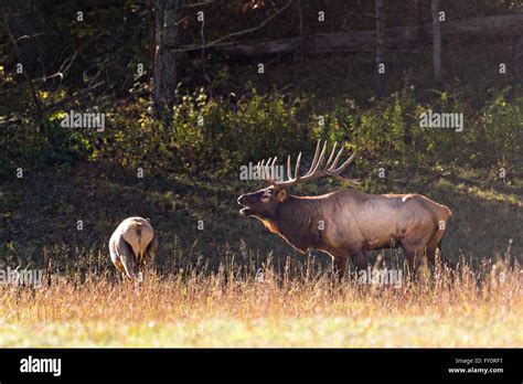 A Bull Elk Bugles During The Fall Rut In The Cataloochee Valley Of The