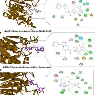 A Crystal Structure Of HDAC1 Complexed With A Novel Peptide Inhibitor