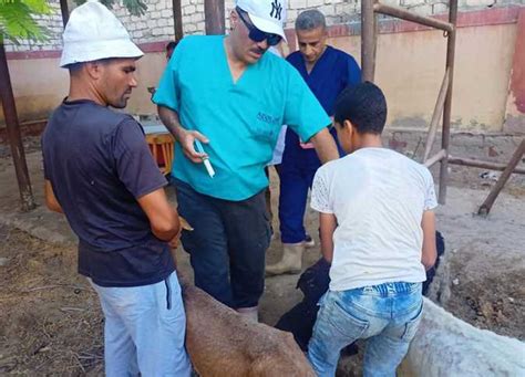 الزراعة انطلاق قوافل بيطرية لعلاج مواشي صغار المربين في الوادي