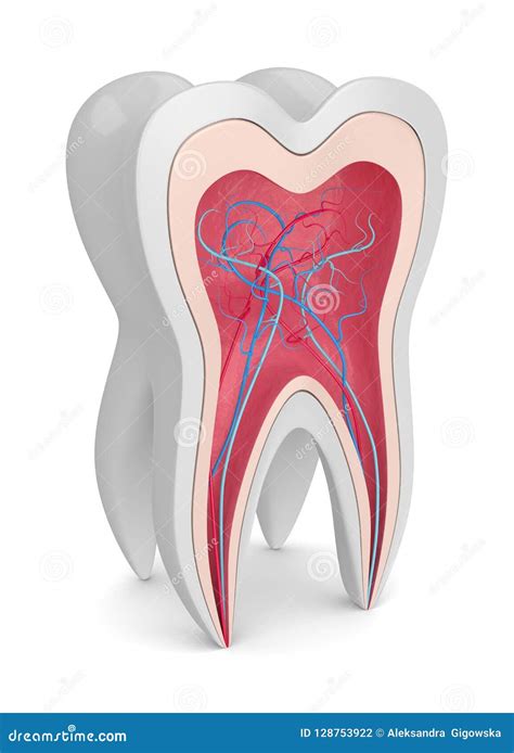 3d Render Of Tooth Cross Section With Nerves And Blood Vesselss Stock