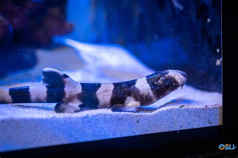 Baby Coral Catshark