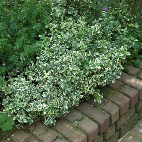 Euonymus Fortunei Emerald Gaiety Spindelstrauch Garden Soil Garden