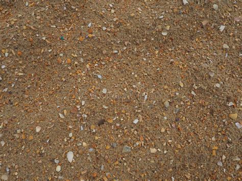 Sand With Seashells Background Wet Coarse Quartz Sand Broken