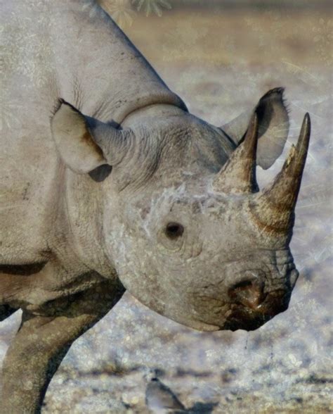 Rhino Conservation in Namibia | IRKA