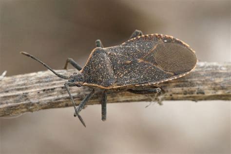 How To Get Rid Of Squash Bugs