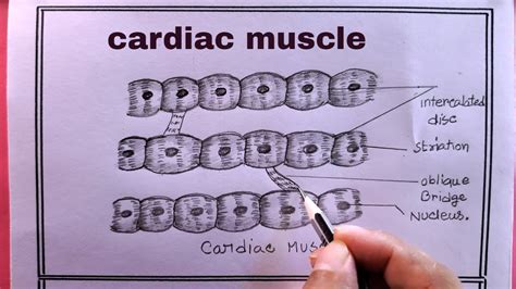 How To Draw Cardiac Muscle Easily Cardiac Muscle Drawing Draw Cardiac