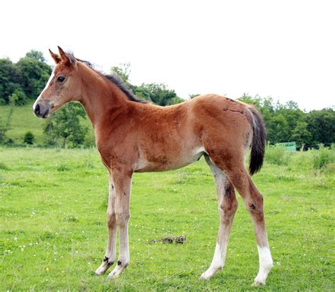 Foals 2024 Les Espoirs Du Haras De L étoile Du Berger A Berger Du Haras De Villorbaine S