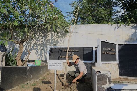 InfoPublik Aksi Tanam Pohon Tabebuya Di Kota Probolinggo Ubah Bekas