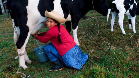 La Vida En El Campo Orde Ando Las Vacas Cajamarca Youtube