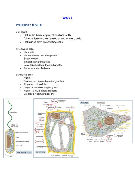 Bio Notes Week Introduction To Cells Cell Theory Cell Is The