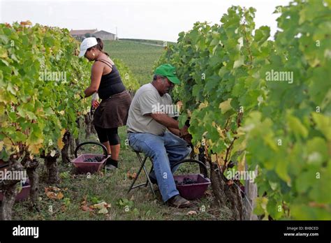 Vineyard workers in vineyard, St Emilion, Bordeaux, France, Europe Stock Photo: 33442709 - Alamy