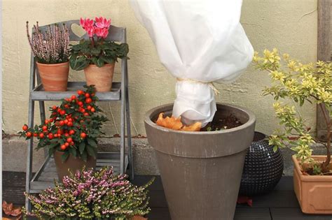 Pflanzen überwintern So gehst du vor JUMBO