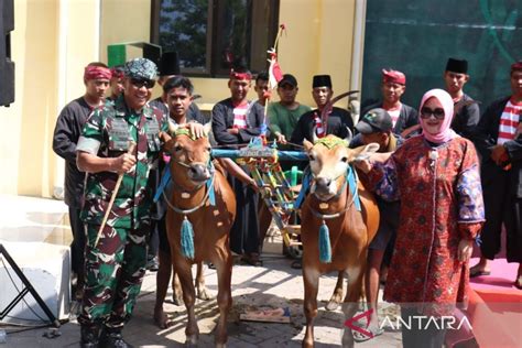 Karapan Sapi Perebutkan Piala Panglima TNI Digelar Di Bangkalan