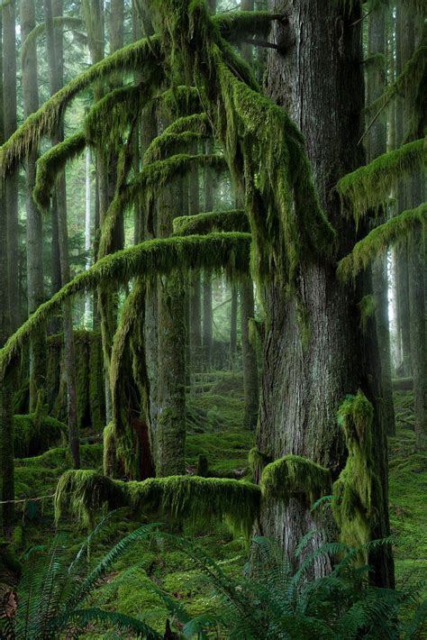 Sumptuous BC rainforest mosses : r/Mosses