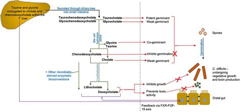 Schematic Of Gut Microbiotabile Acid Interactions In Humans The