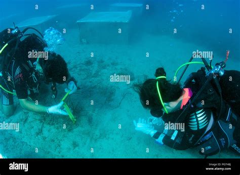 Los biólogos marinos experimentando sobre restauración de ecosistemas