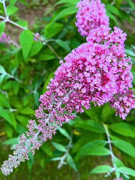 The Butterfly Bush, a Favorite Nectar Source for Butterflies