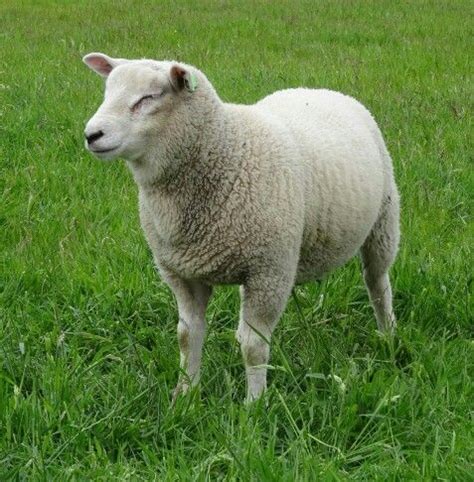 67 best images about Sheep Breeds on Pinterest