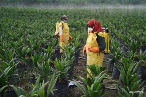 Optimis Tumbuh Dobel Digit Di Ini Strategi Eagle High Plantations