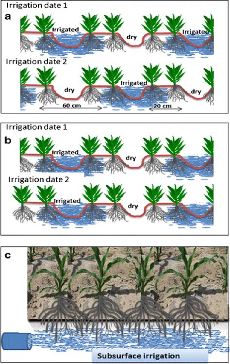 Sketch Of The Deficit Irrigation Approaches Including A Alternate