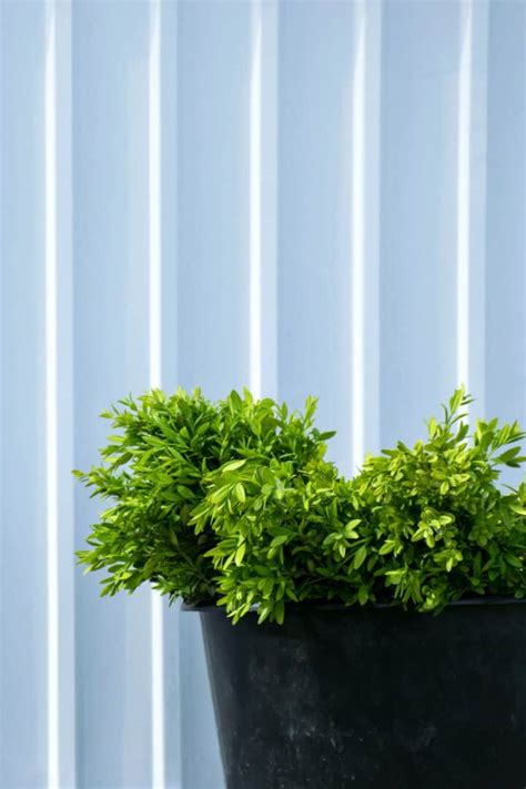 Best Fertilizers for Boxwoods – A Buyers Guide 2022