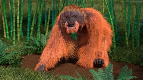 Orangutan Walking Fur 3d Model 129 Max Free3d