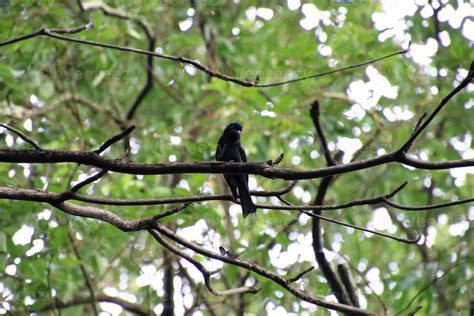 Greater Racket Tailed Drongo In A Forest 16079382 Stock Photo At Vecteezy