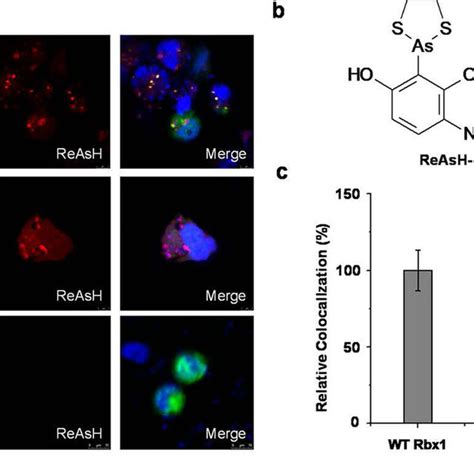 Arsenite Binds To The Ring Finger Domain Of Rbx1 In Vitro A The