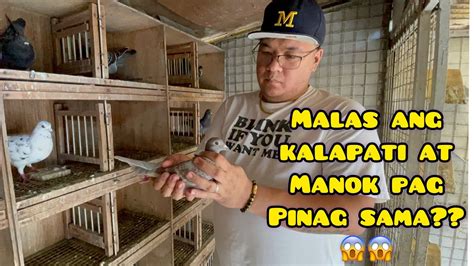 LOFT VISIT MC LOFT CHAMPION SA MANOK CHAMPION SA KALAPATI MATINDE