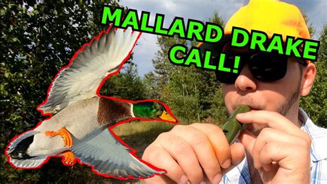 HOW TO Call Ducks Using A Mallard Drake Call Duck Hunting Tips