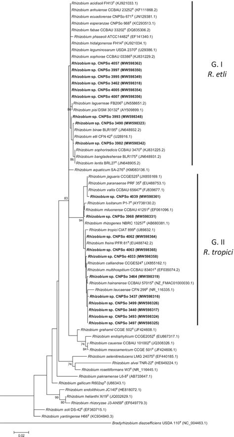 Maximum Likelihood Phylogeny Based On The 16S RRNA Alignment Of The