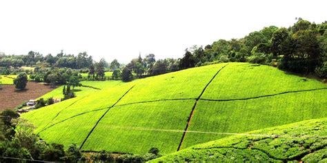 Kiambethu Tea Farm Day Tour | Trip from Nairobi, Kenya