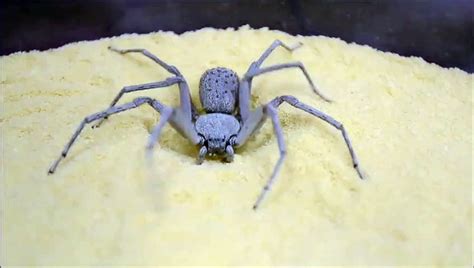 Technique de camouflage d une araignée des sables est impressionnante