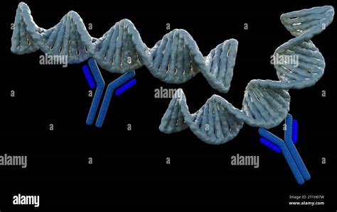 Anti Double Stranded Dna Anti Dsdna Antibodies Are A Group Of Anti Nuclear Antibodies Ana