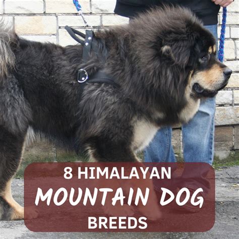 Himalayan Dog Breeds