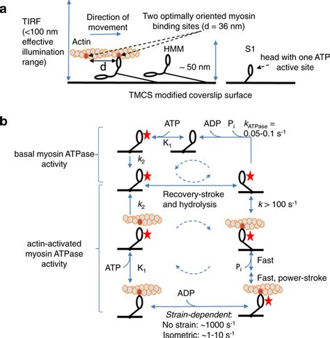 Schematics Of The Study Assays And Major Biochemical Transitions A Tirf