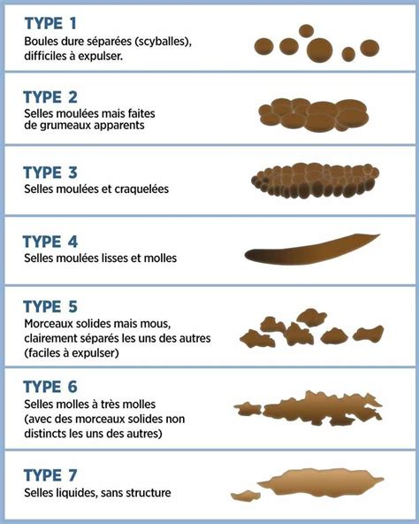 A Quoi Ressemble Des Selles Normales Types Et Couleurs