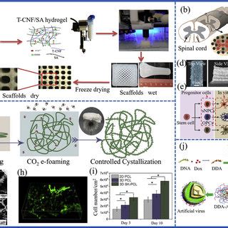 The Development Of Bioinspired Materials From Natural Prototypes