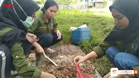 Proses Pembuatan Pupuk Kompos Dari Jerami Padi YouTube