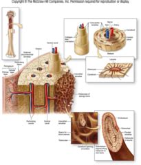 Anatomy Biology 50A Ch 6 And Root Words Flashcards Quizlet