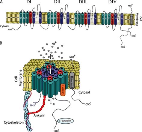 Molecular Structure Of The Cardiac Sodium Channel A Cartoon Of The