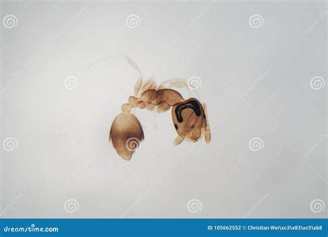 Microscope photo of an ant stock photo. Image of protective - 105662552