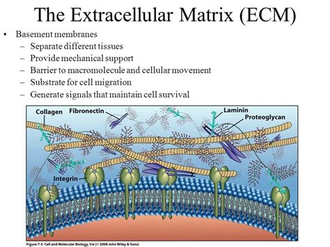 Qu Es La Matriz Extracelular Composici N Estructura Y Funciones