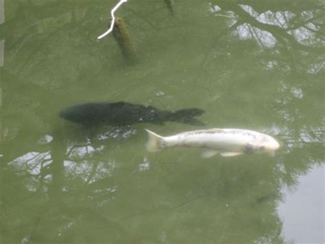 Piss Ass I Cant Fucking Breathe