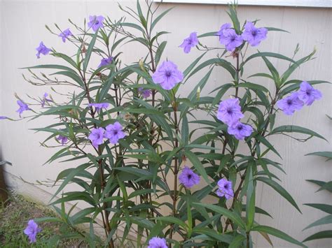 5 Purple Mexican Petunia Attracts Butterflies Live