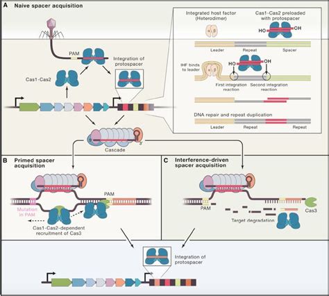 CRISPR: Diagram of Animal Cell Structure