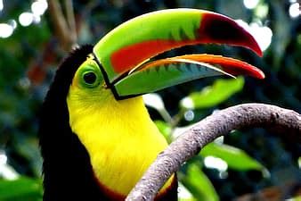 Toucan Brown Back Toucan Rainforest Costa Rica Yellow Brown