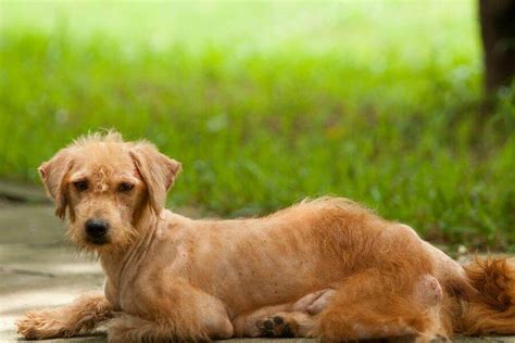 Flea Bites On Dogs: Identification & 7 Symptoms To Know