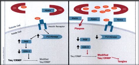 Figure 1 Figure To Left Represents Insulin