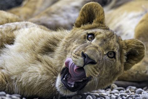 Wallpaper Face Portrait Lion Wildlife Switzerland Nikon Nose